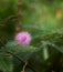 Mimosa pudicaÂ is a shrub that is easy to recognize becauseÂ its leaves that can quickly close or wilt by themselves when touched